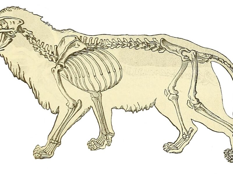 Lion des cavernes