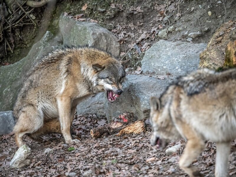Loup
