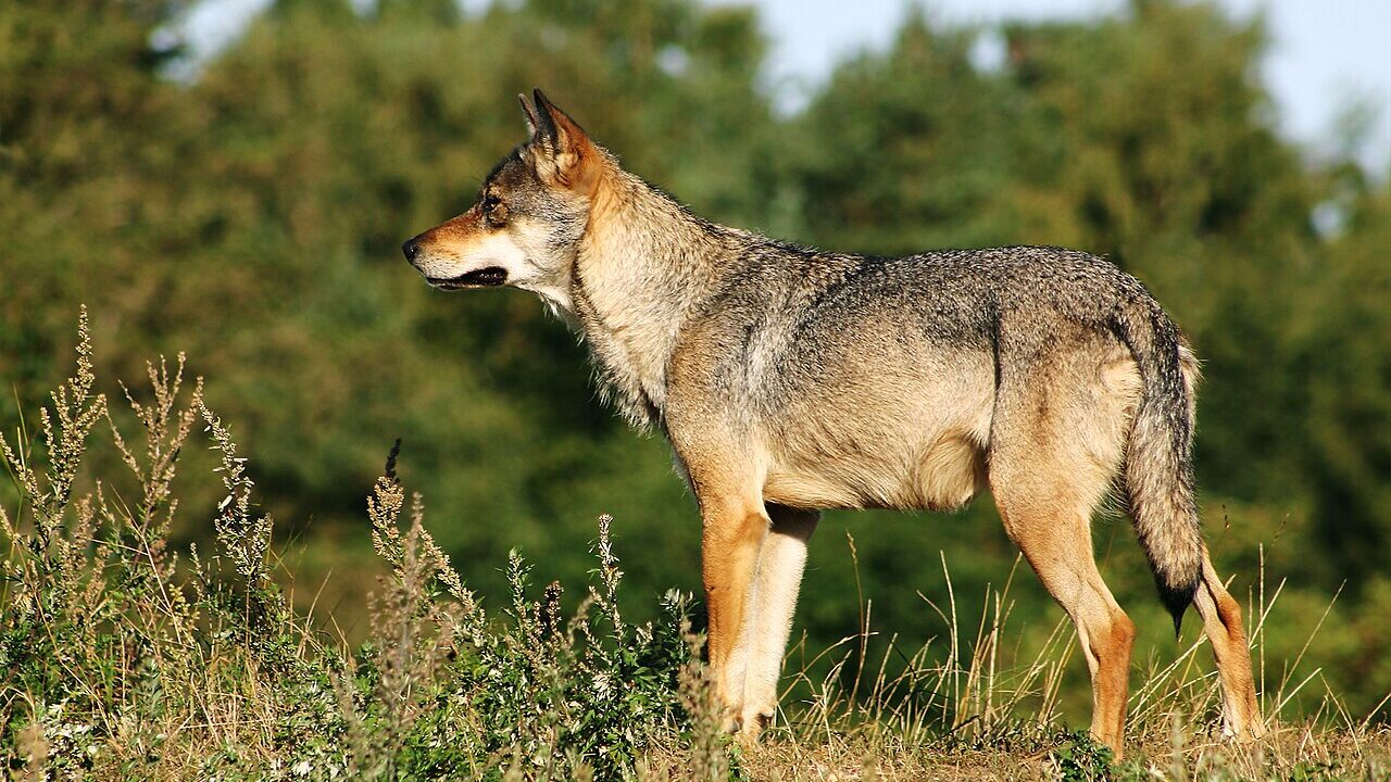 Loup