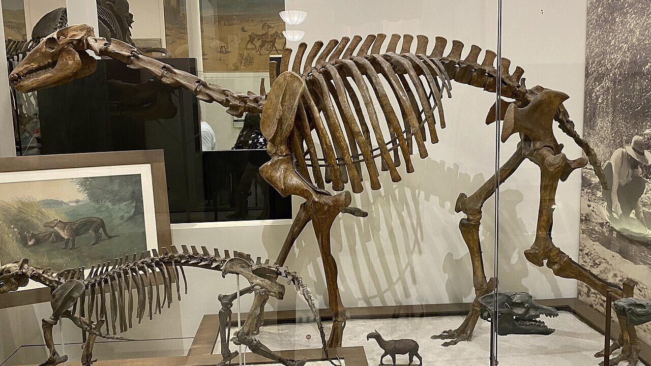 Squelette (montage de musée).