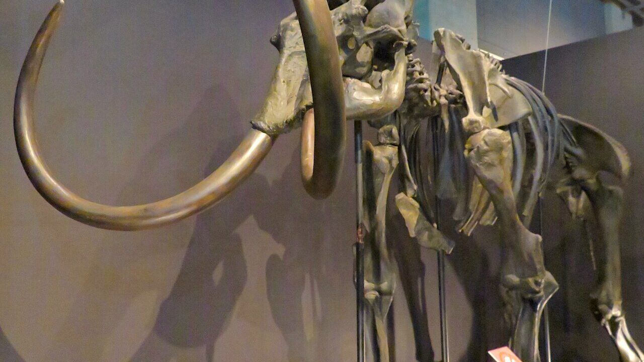 Squelette (montage de musée).