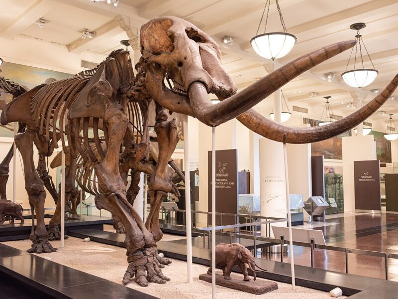 Mastodonte américain