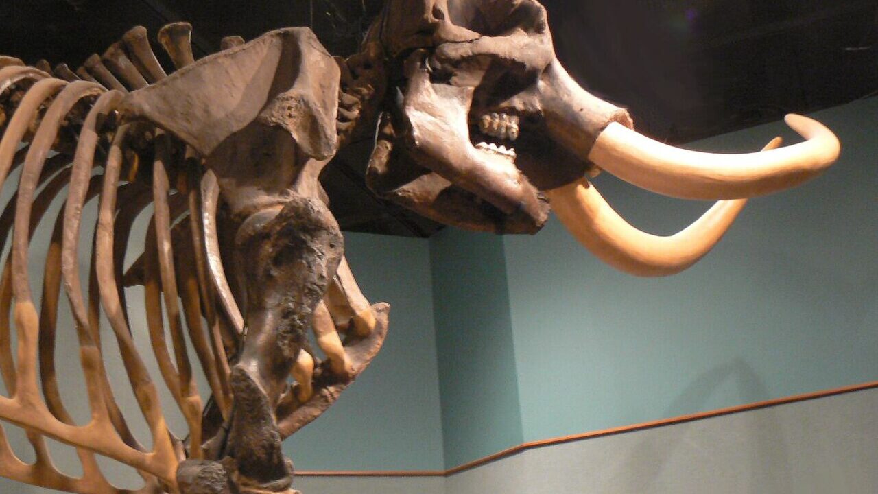 Squelette (montage de musée).