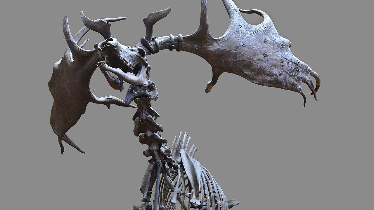 Squelette (montage de musée).