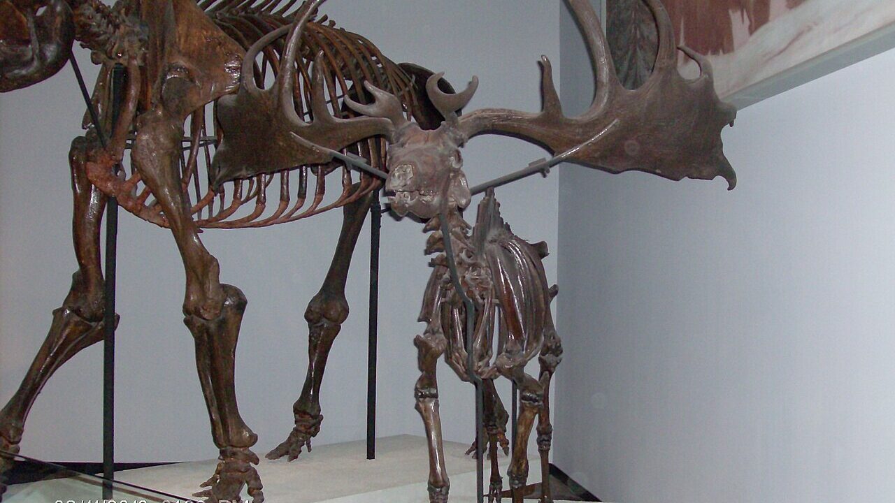 Squelette (montage de musée).