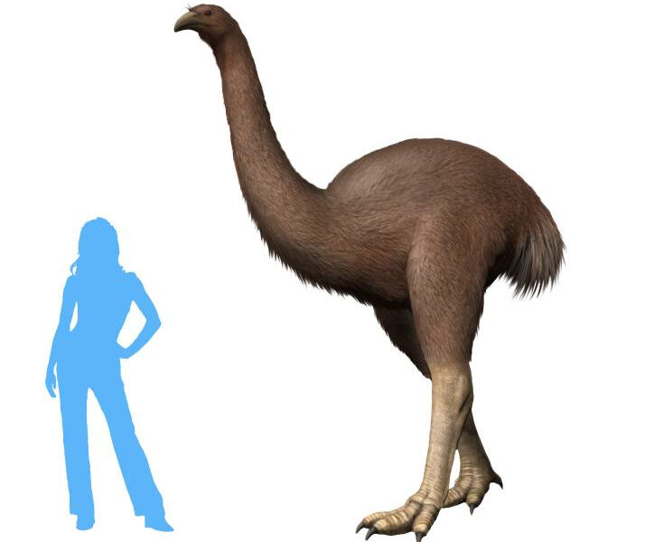 Moa