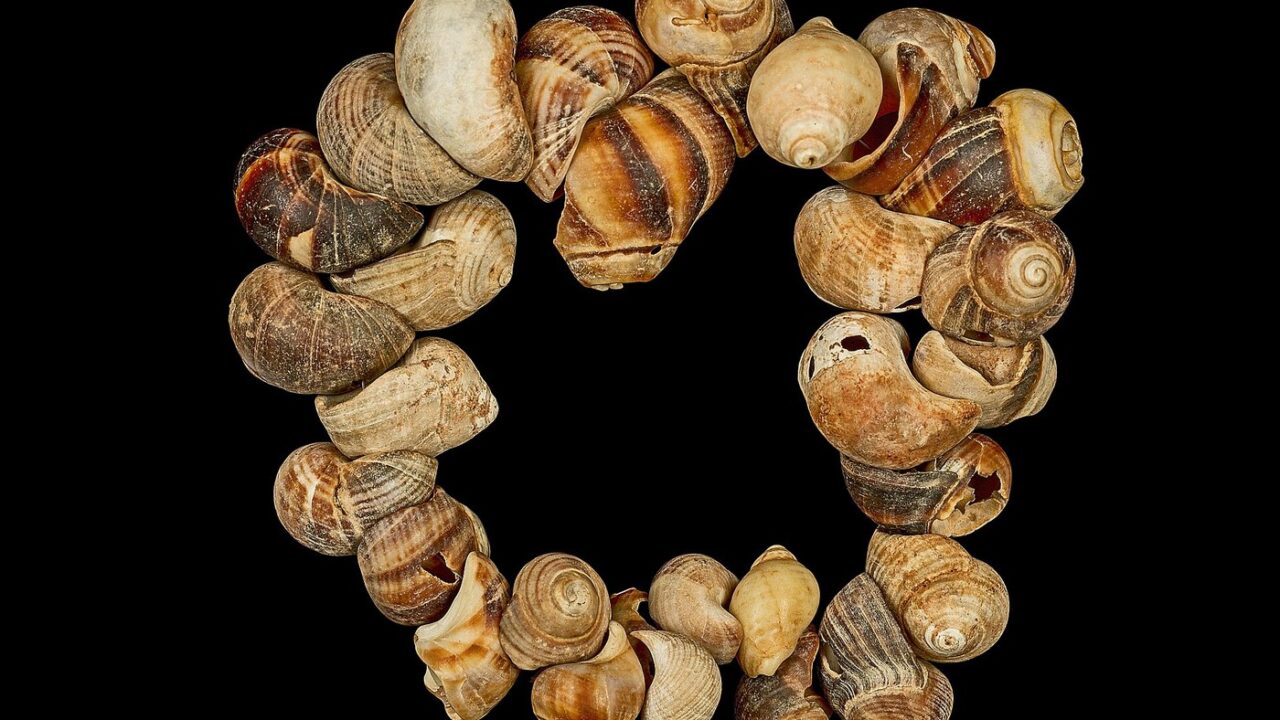 Colliers, coquillages et ocre : la parure à la préhistoire