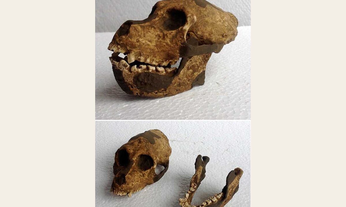 Moulage : Aegyptopithecus zeuxis