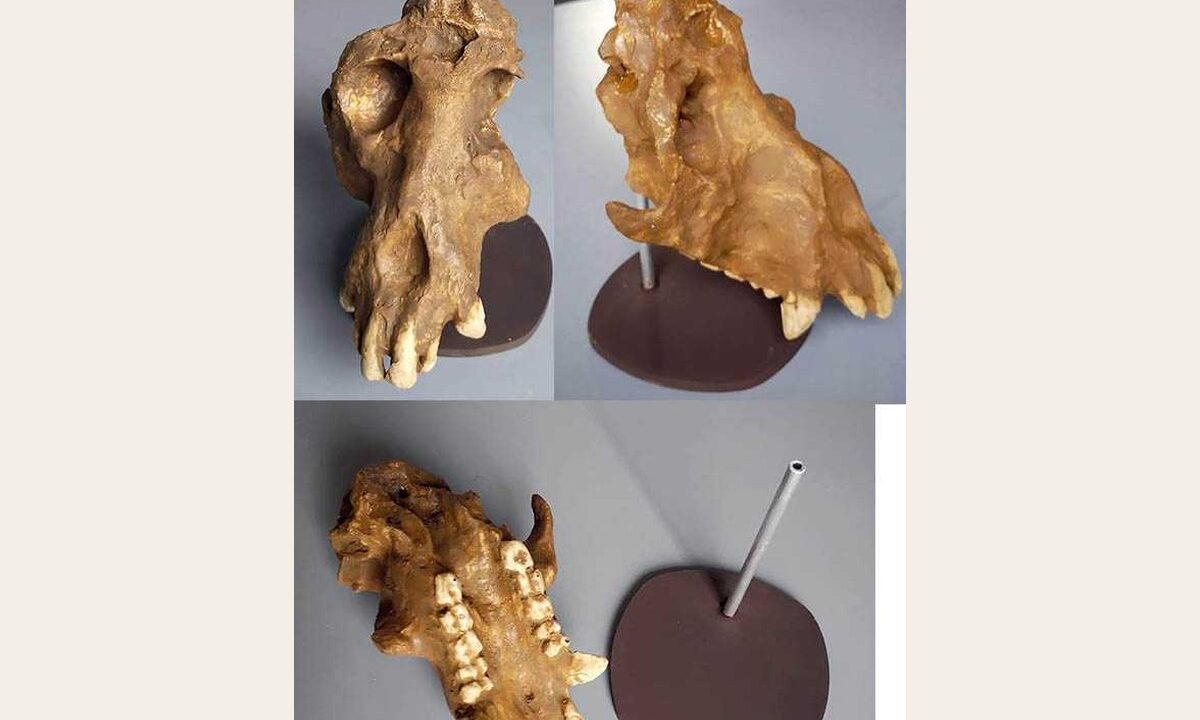 Moulage : crane d’Afropithecus turkanensis