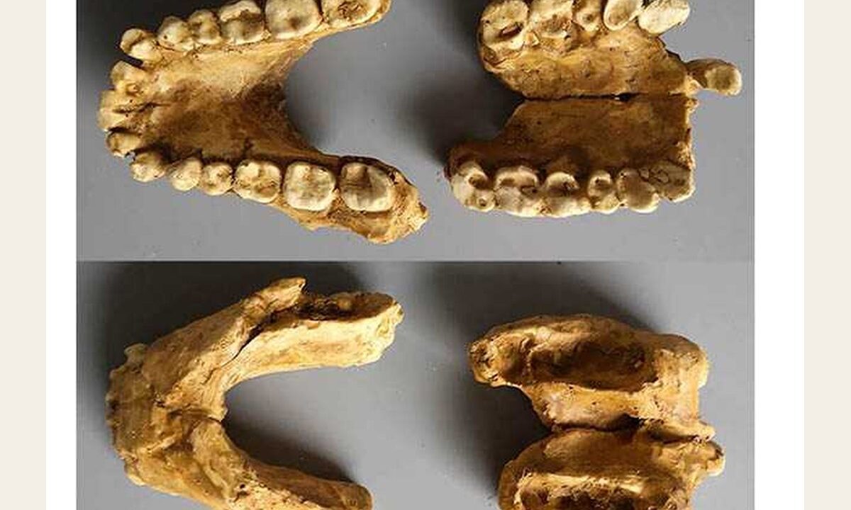 Moulage : Australopithecus Anamensis os