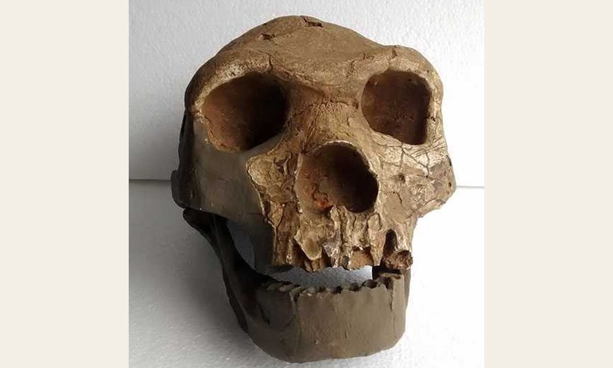 Moulage : HOMO SAPIENS ARCHAÏQUE BODO