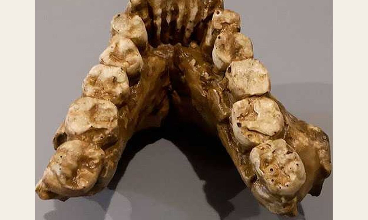 Moulage : mandibule inférieur Paranthropus boisei KNM-ER 3230