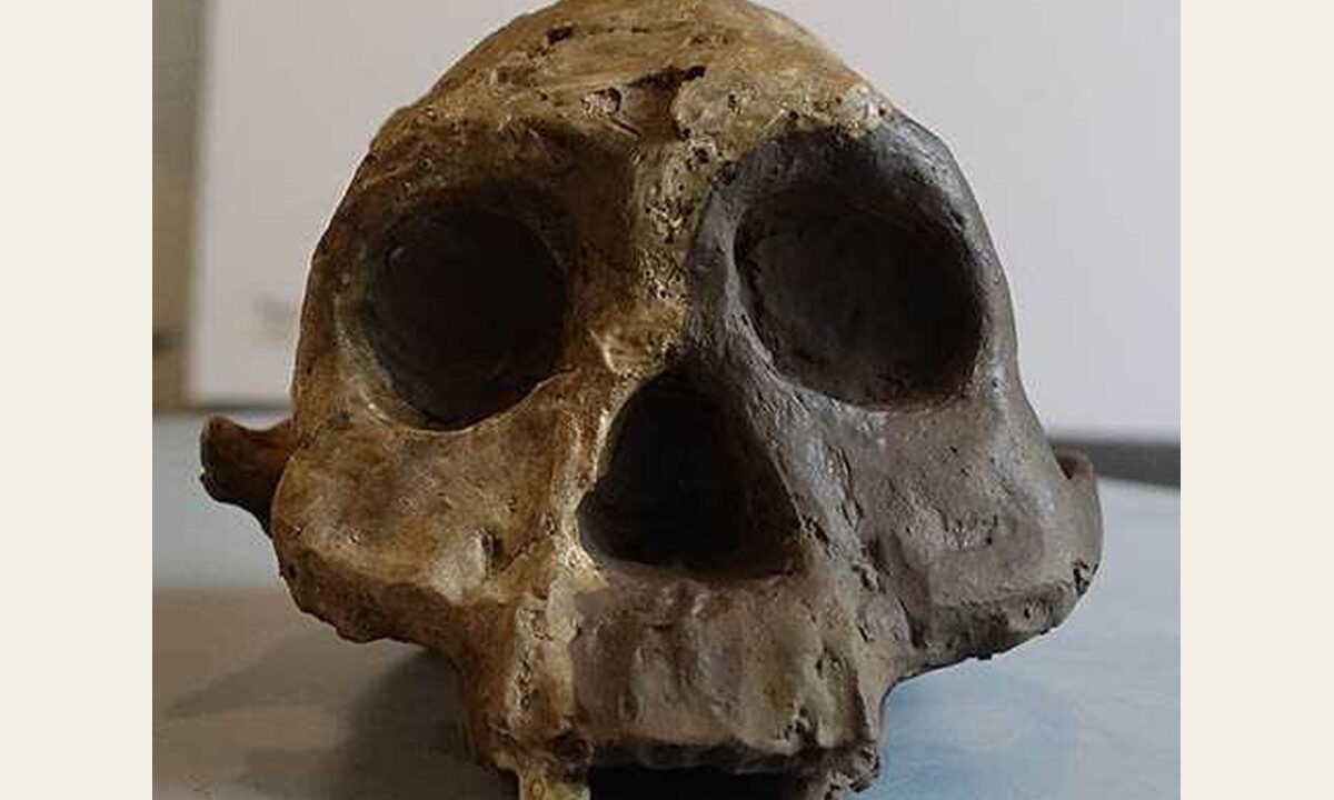 Moulage : Australopithecus boisei Femelle KNM-ER 732