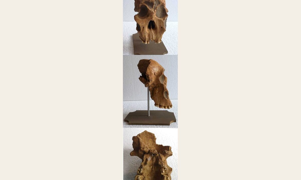 Moulage : Paranthropus boisei KNM WT 17400