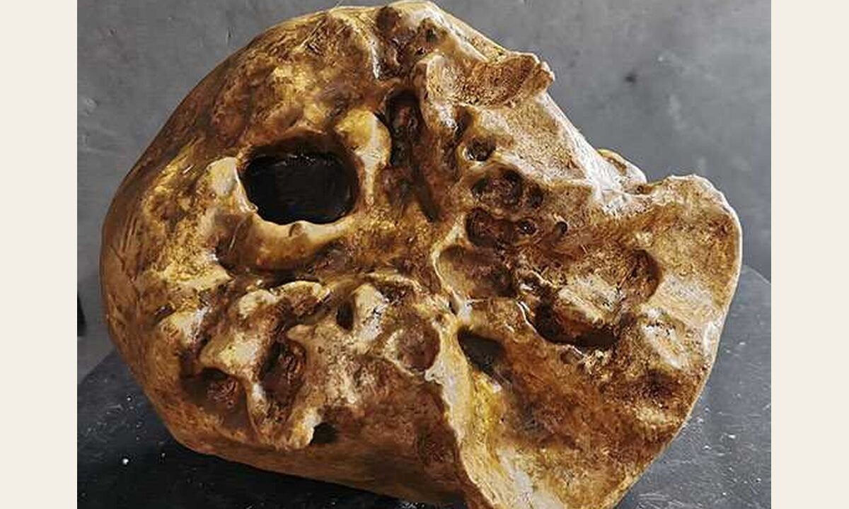 Moulage : crane jeune homo erectus KNM-ER 42700