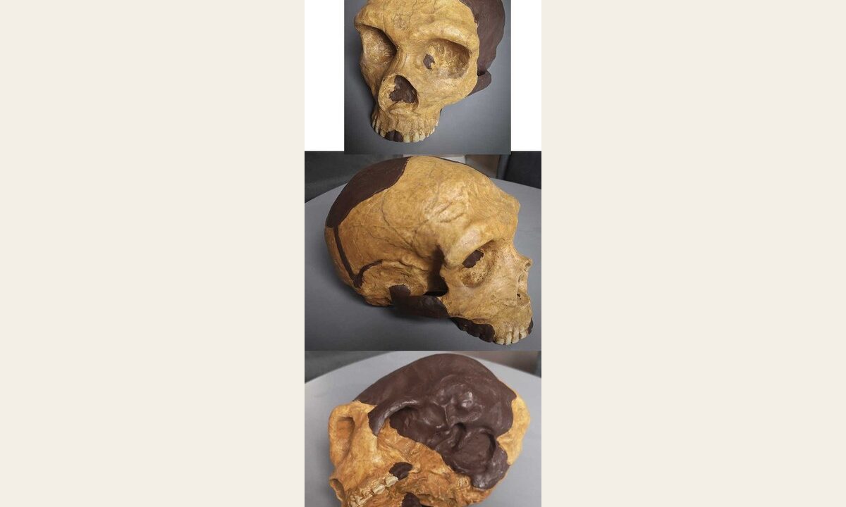 Moulage : Crane Neandertal Forbes Carry