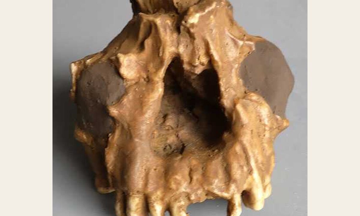 Moulage : mandibule partiel d’Homo erectus