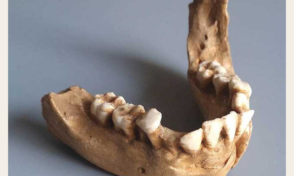 Moulage : mandibule jeune d’Homo erectus ERGASTER
