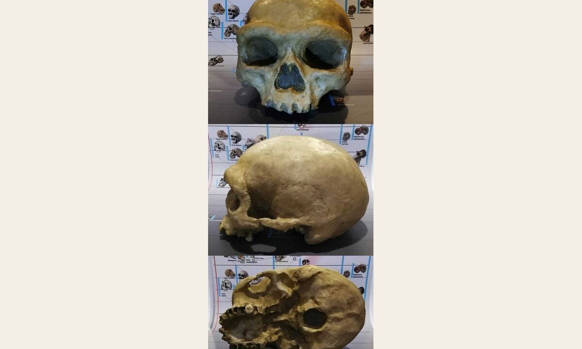 Moulage : Homo LONGI HARBIN
