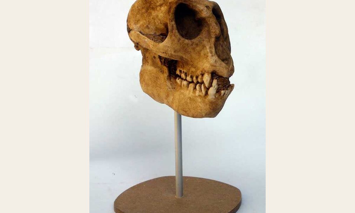 Moulage : Mesopithecus pentelici