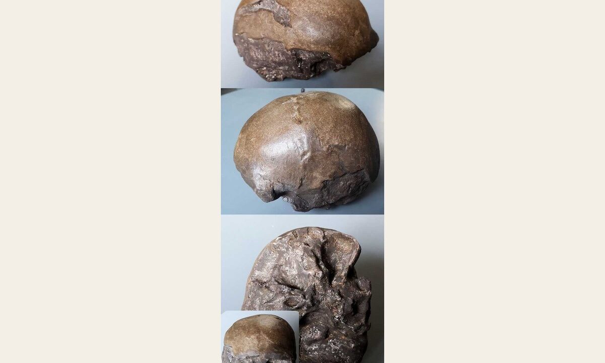 Moulage : Homo erectus Enfant de Mojokerto