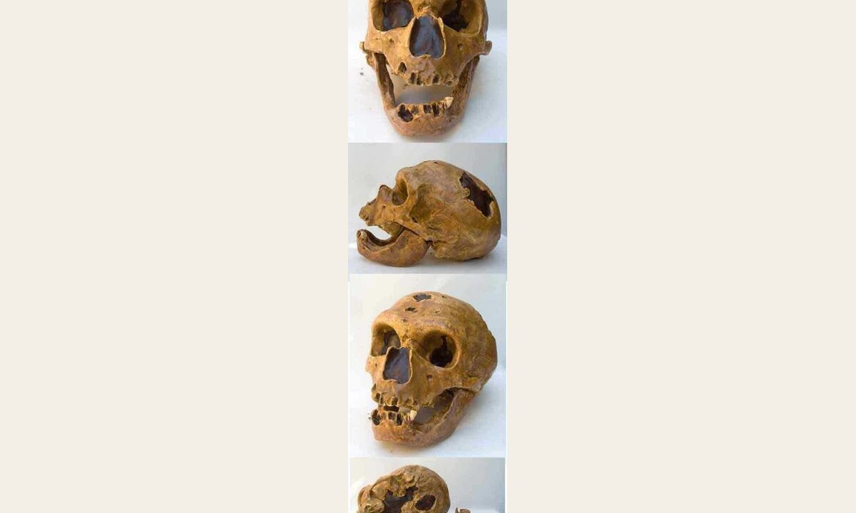 Moulage : Néandertal La Chapelle-aux-Saints