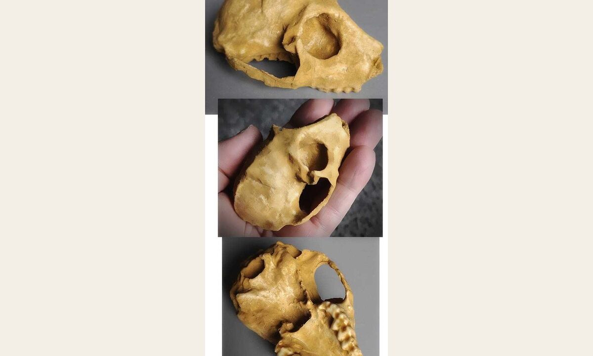 Moulage : Parapithecus grangeri
