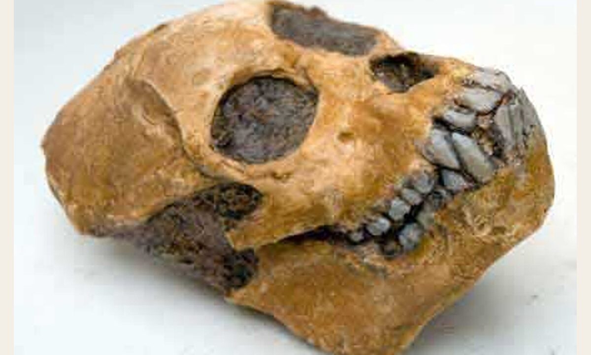 Moulage : Proconsul