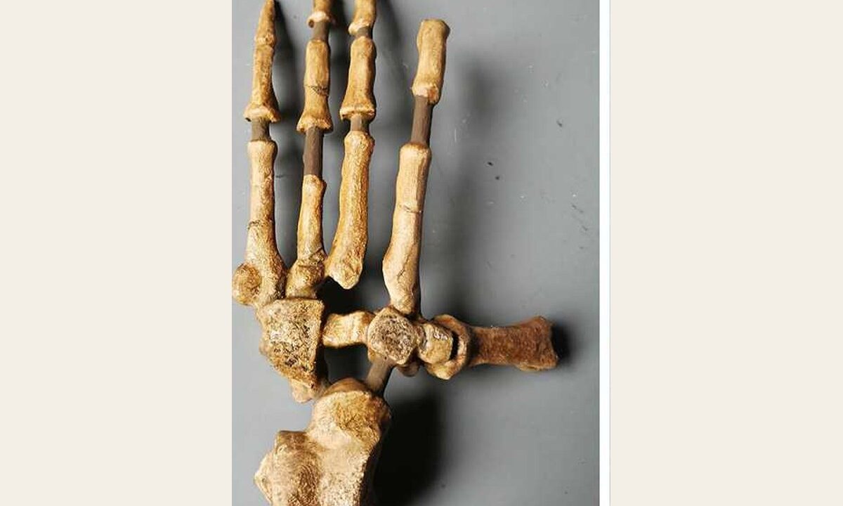 Moulage : pied Ardipithecus ramidus