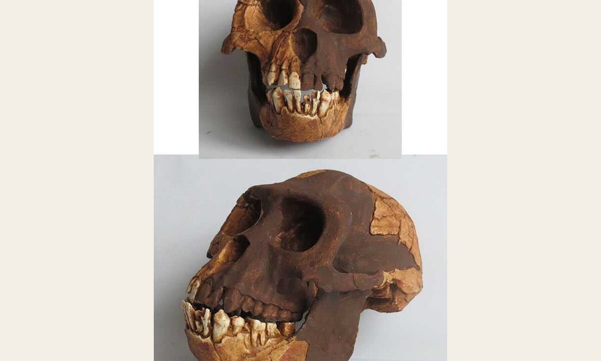 Moulage : Ardipithecus ramidus
