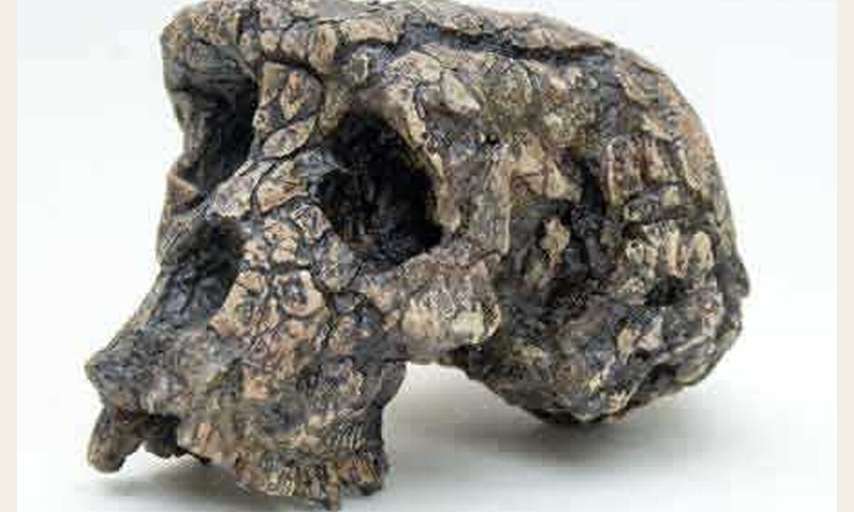 Moulage : Sahelanthropus tchadensis
