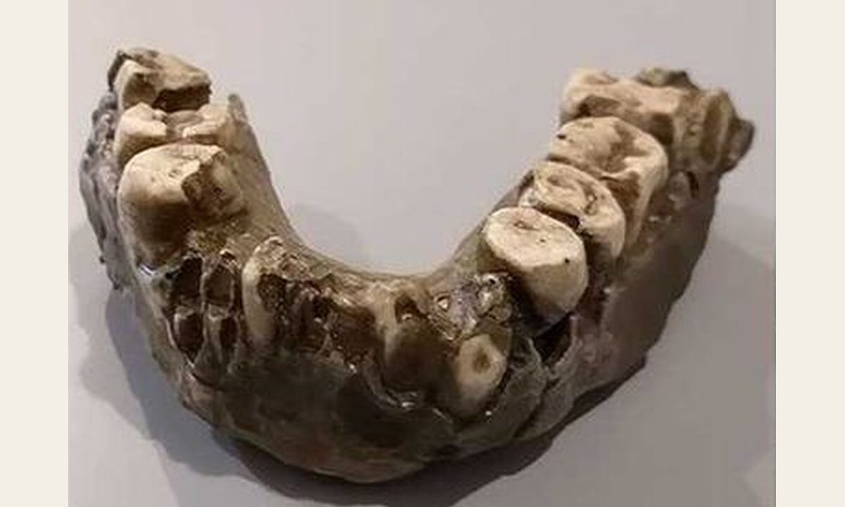 Moulage de mandibule inférieur Australopithecus aethiopicus