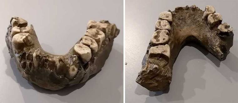 Moulage de mandibule inférieur Australopithecus aethiopicus