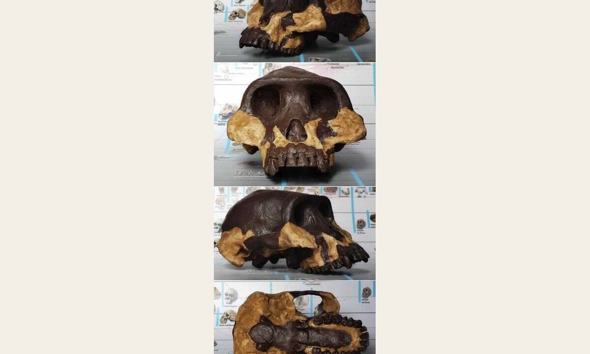 Moulage de Australopithecus Afarensis