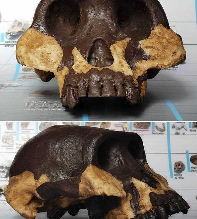 Moulage de Australopithecus Afarensis