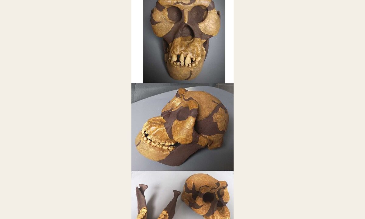 Moulage de Australopithecus afarensis Al-444
