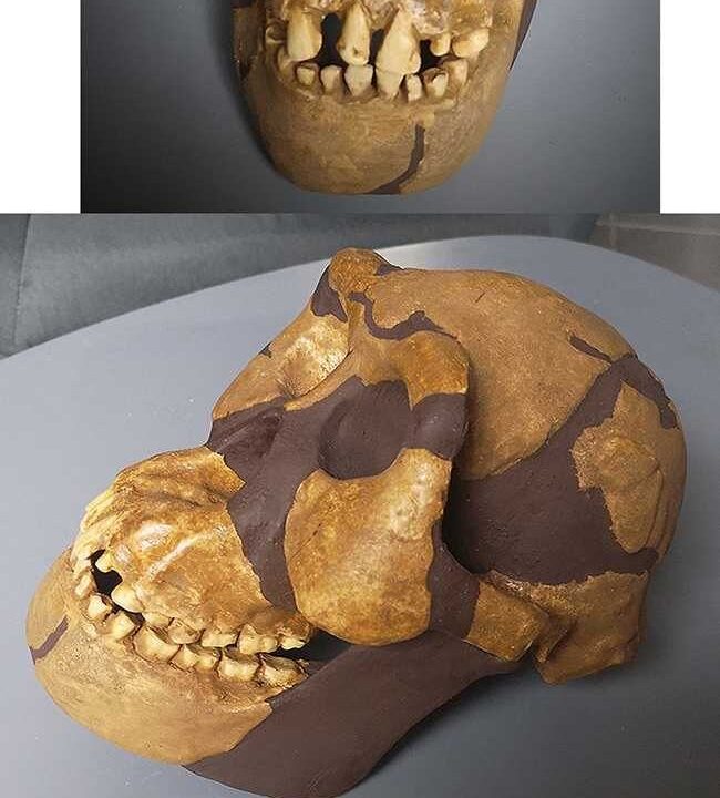 Moulage de Australopithecus afarensis Al-444