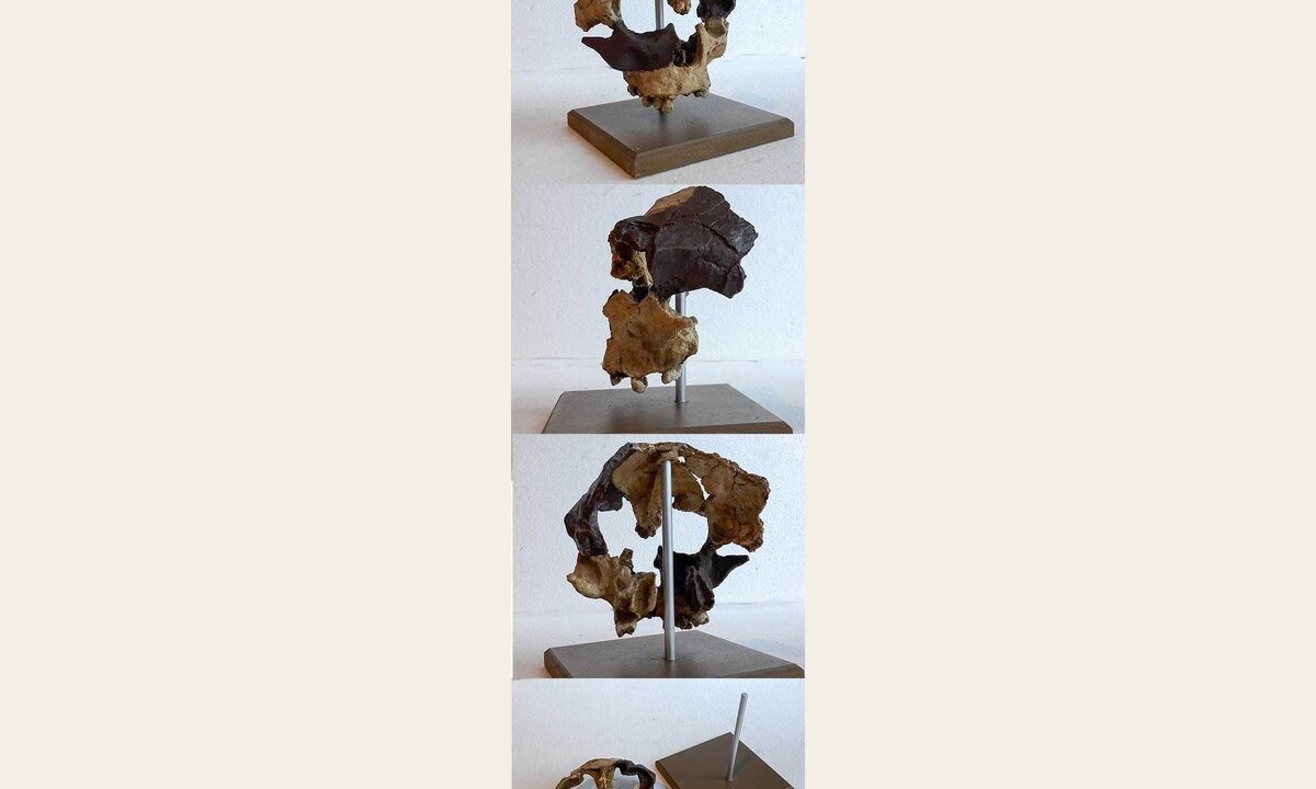 Moulage de HOMO Antecessor avec socle