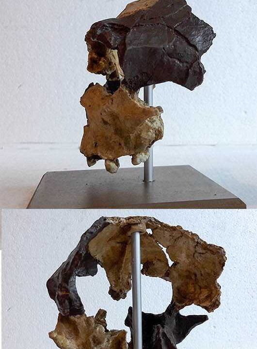 Moulage de HOMO Antecessor avec socle