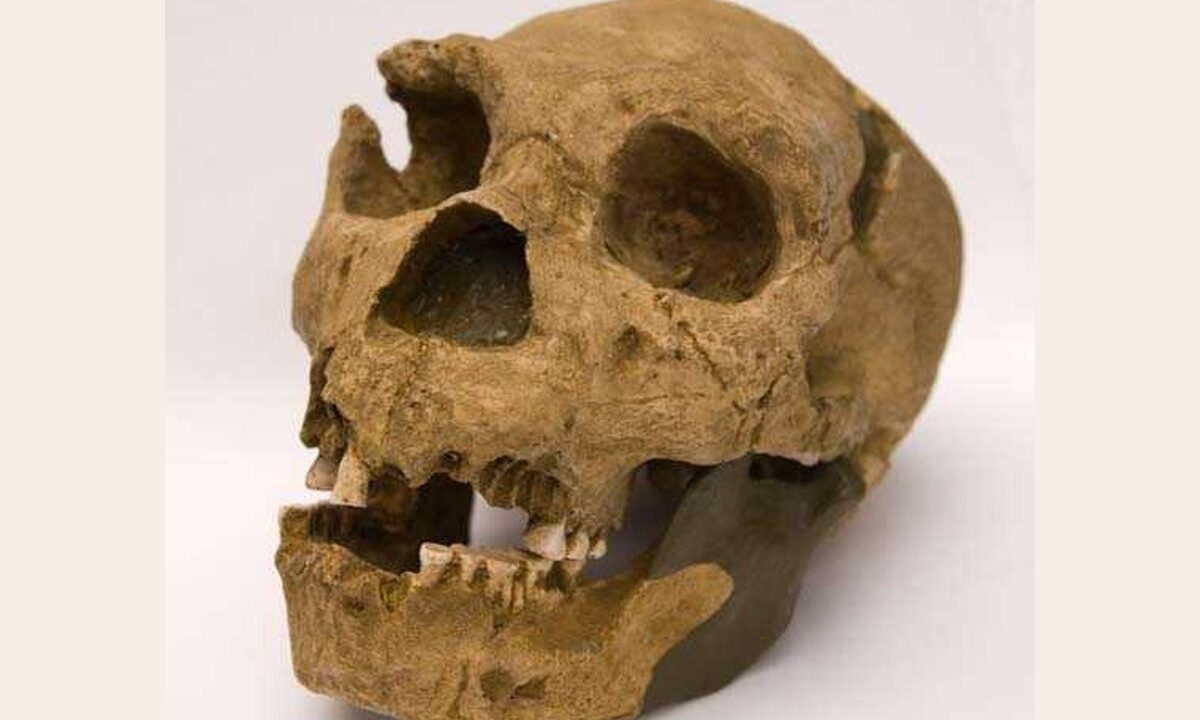 Moulage de l’homo heidelbergensis atapuerca 5