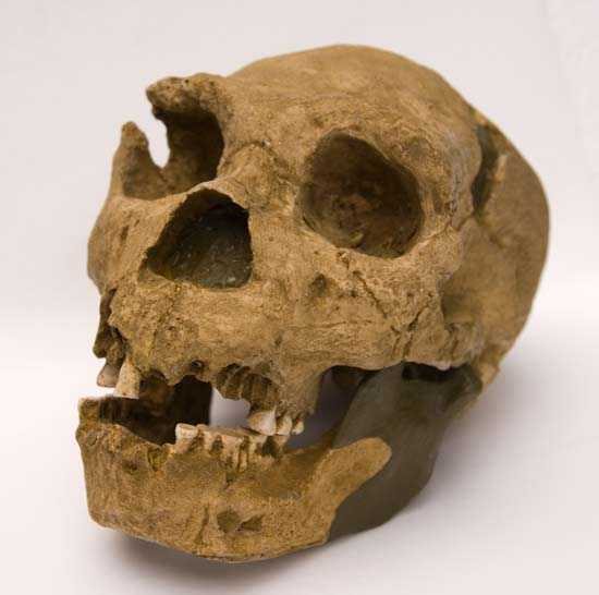 Moulage de l’homo heidelbergensis atapuerca 5