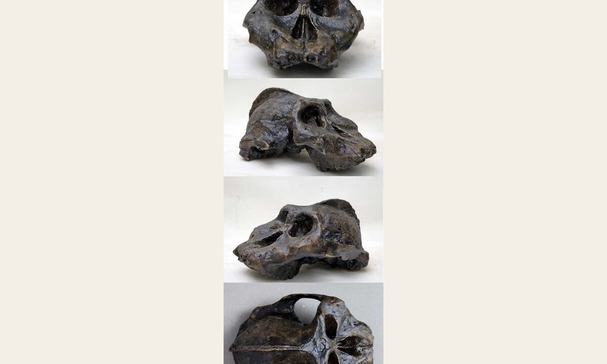 Moulage de Australopithecus aethiopicus