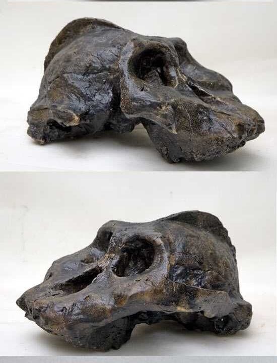 Moulage de Australopithecus aethiopicus