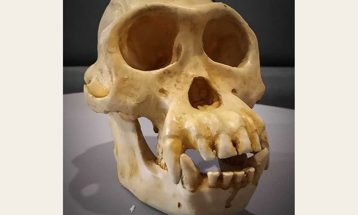 Moulage de Crane chimpanzé Pantroglodytes
