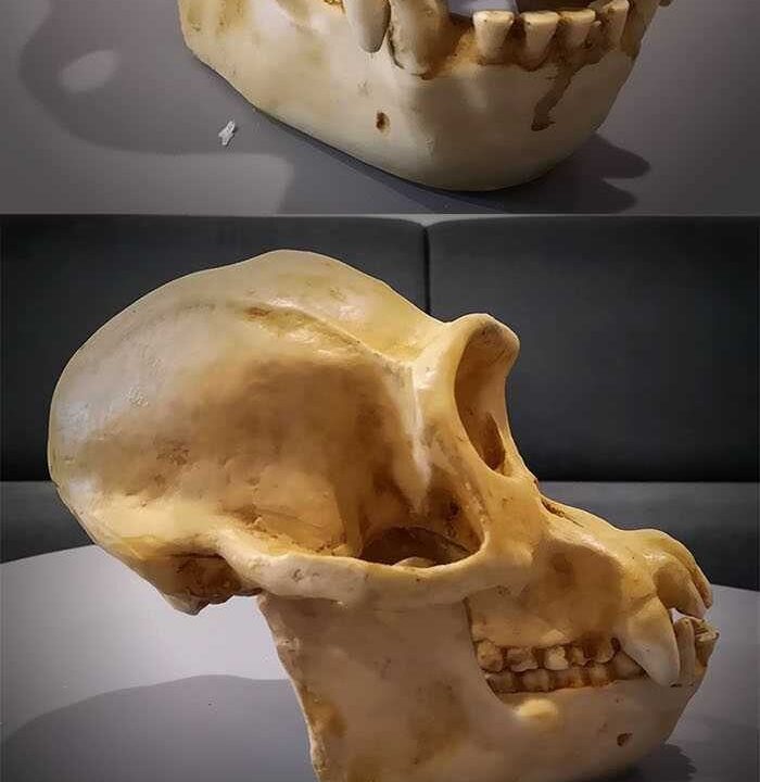 Moulage de Crane chimpanzé Pantroglodytes