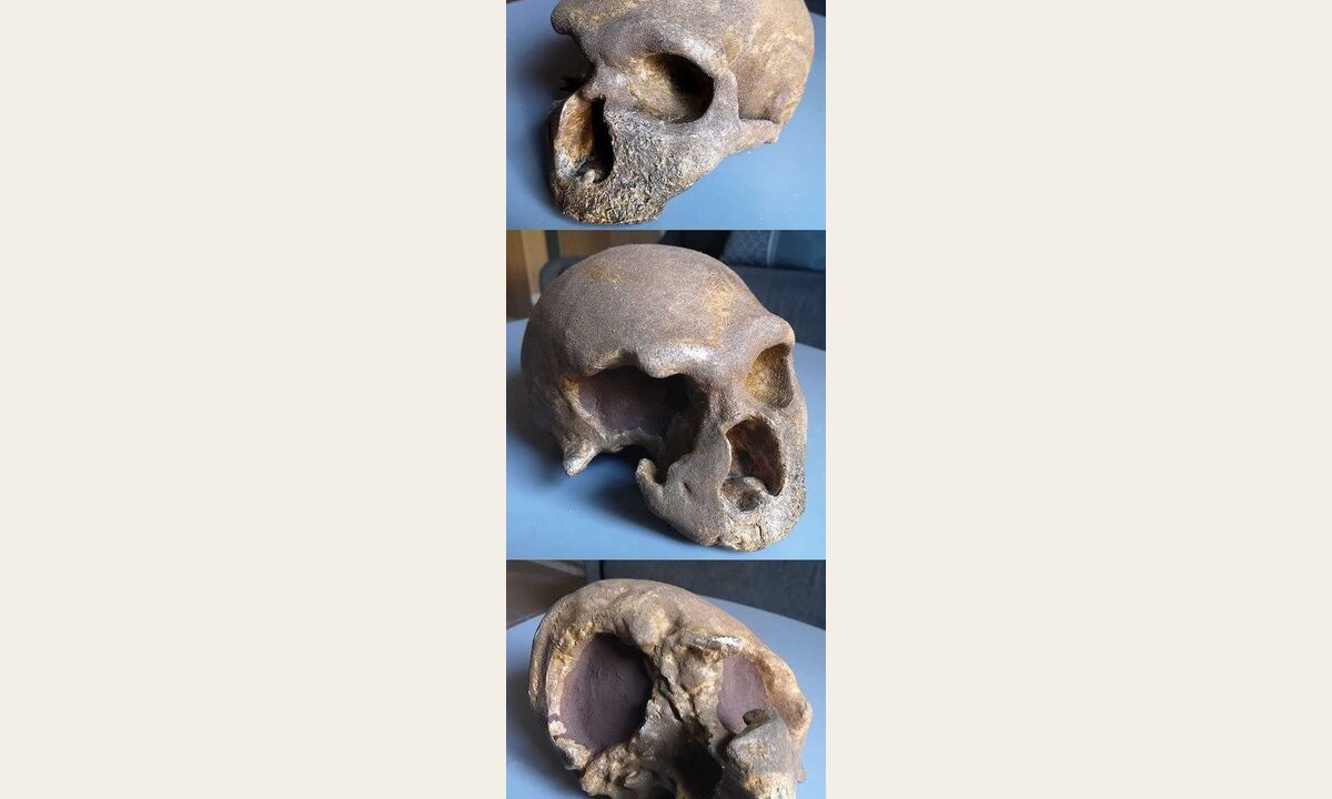 Moulage de Crane Neandertal Monte Circeo