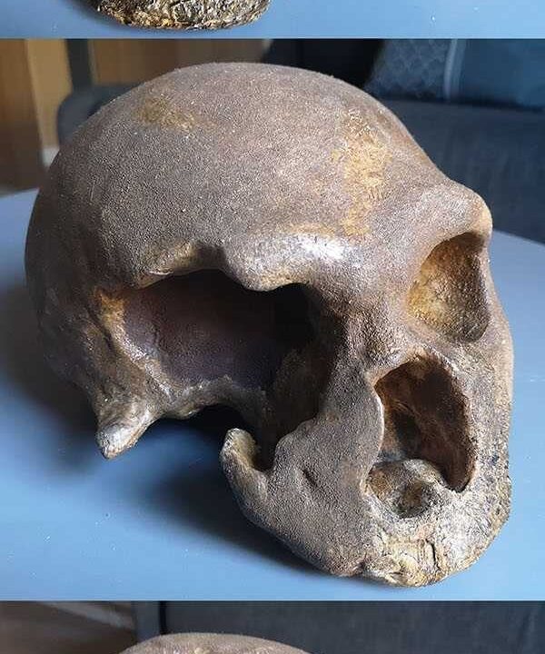 Moulage de Crane Neandertal Monte Circeo