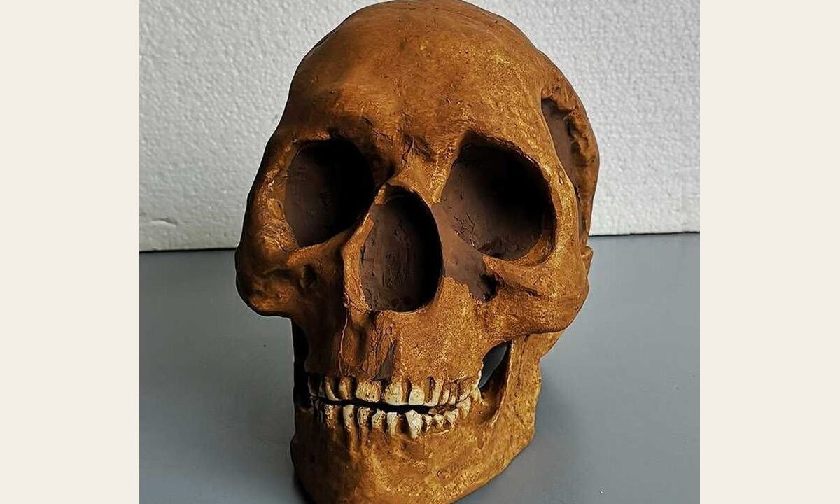 Moulage de Homo sapiens Combe Capelle