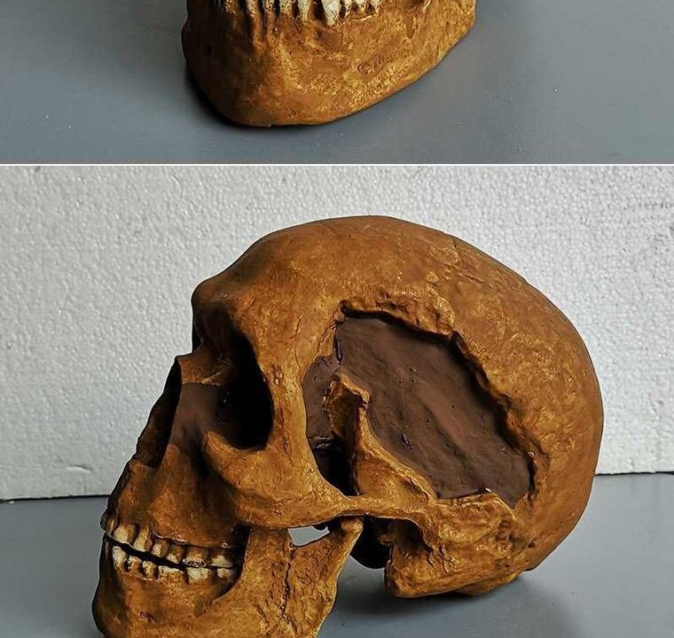 Moulage de Homo sapiens Combe Capelle