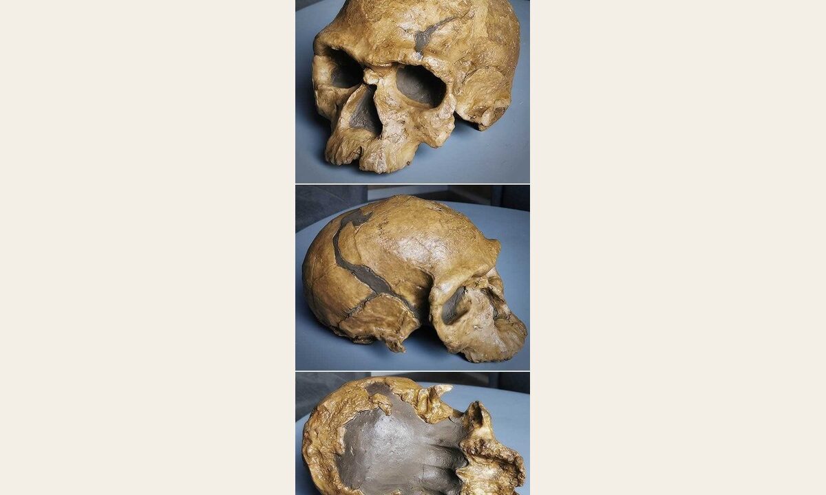 Moulage de Homo sapiens